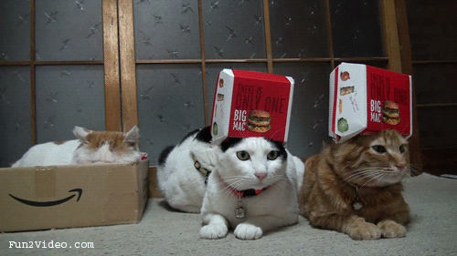 Funny-Cats.gif